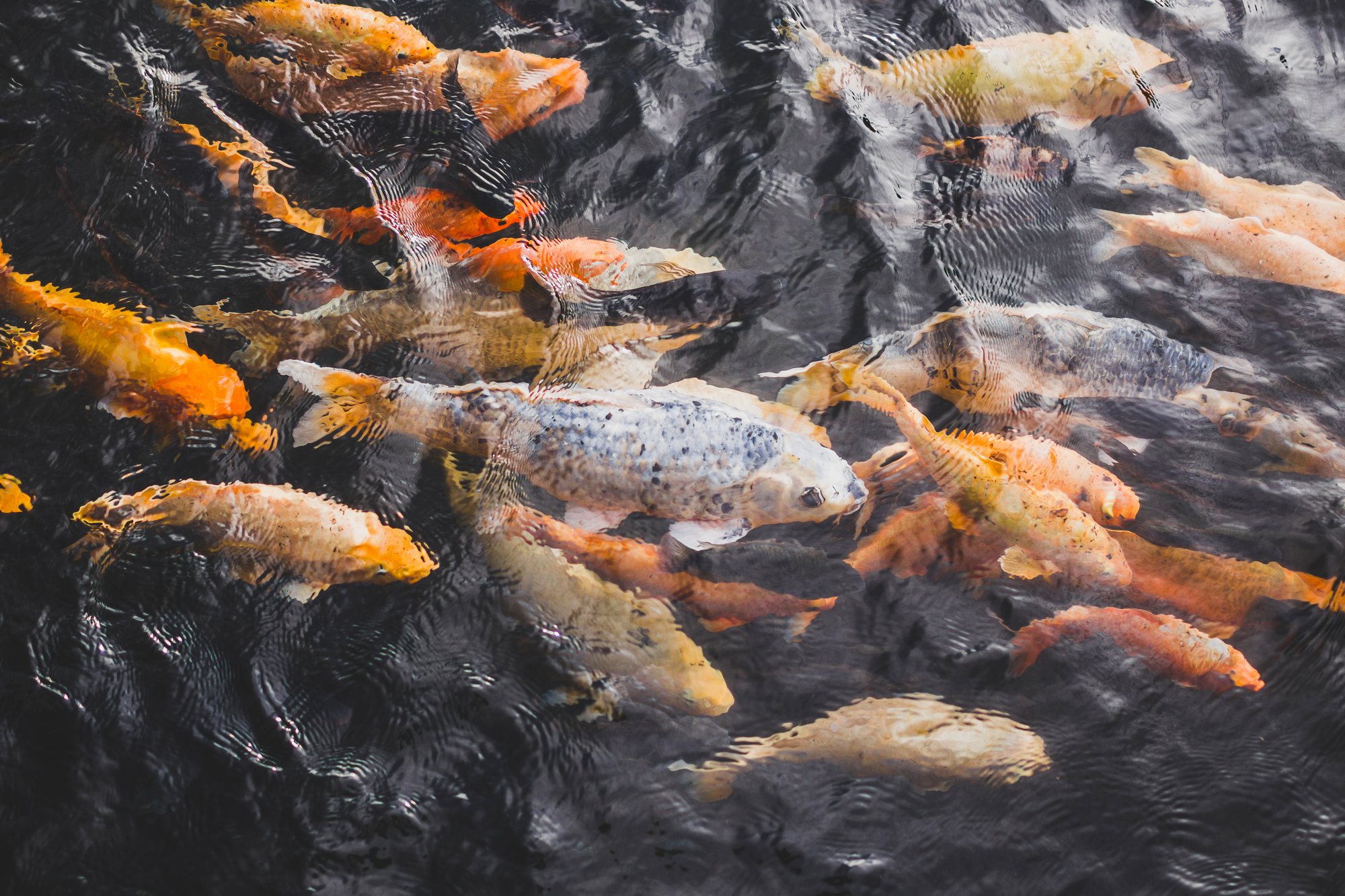 Bright colorful gold fishes in pond water